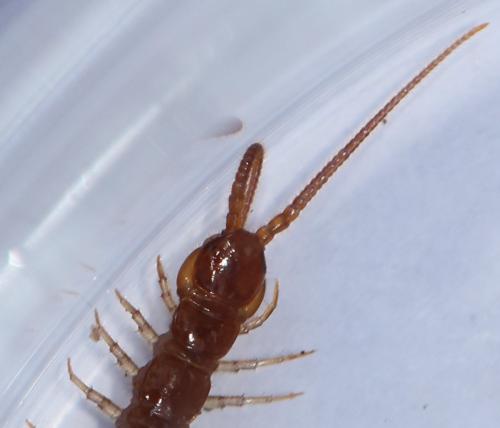 Lithobius forficatus